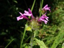Bild4