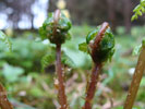 Bild1